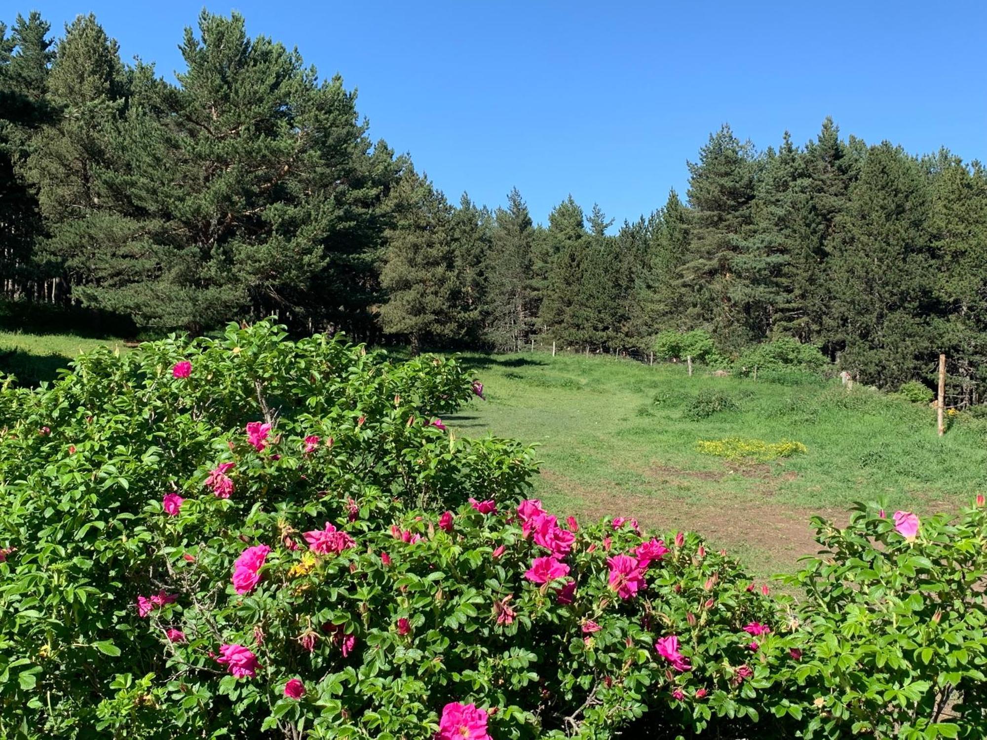 Gite Ranch Le Serpolet Les Angles  Buitenkant foto