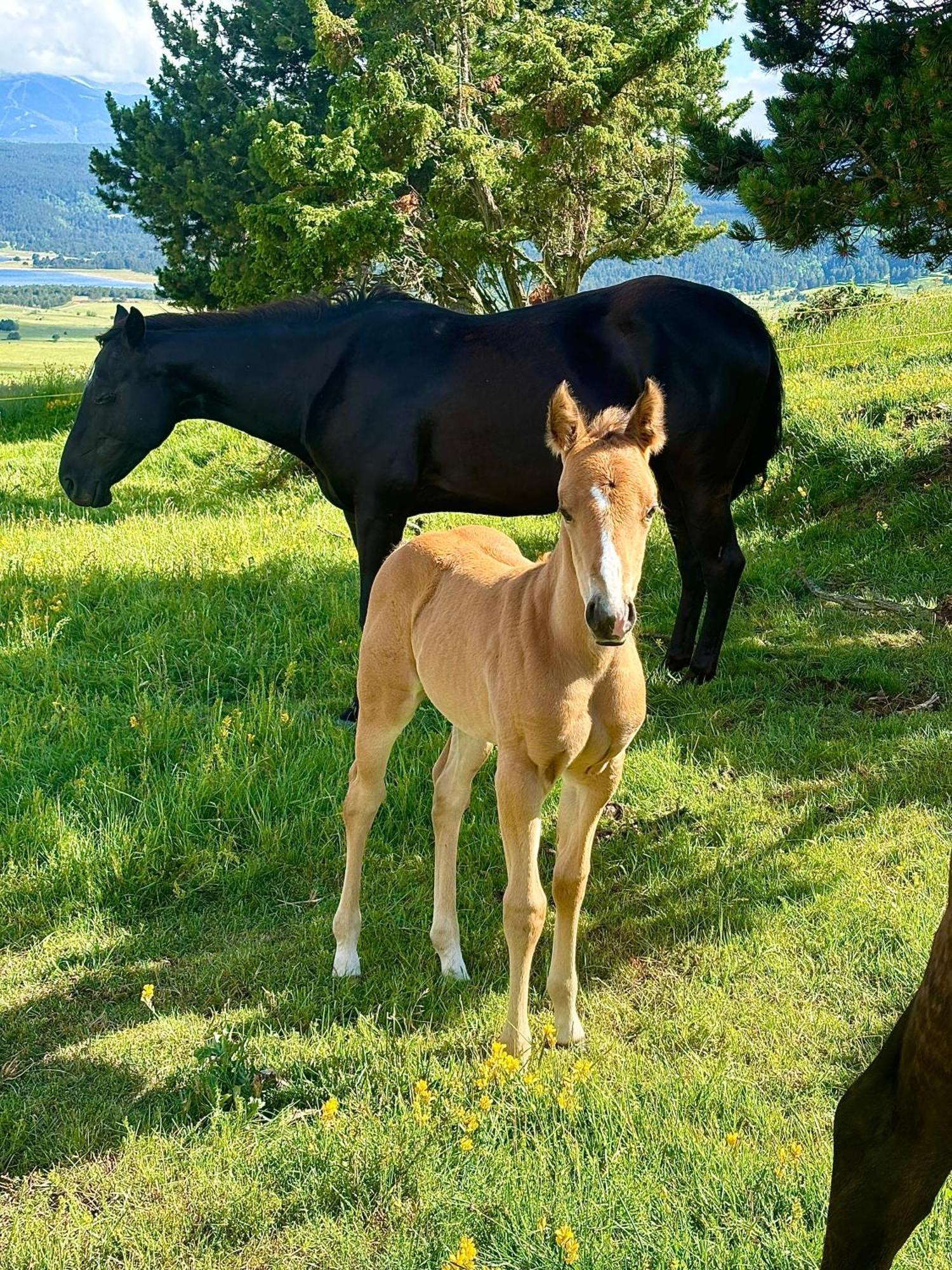 Gite Ranch Le Serpolet Les Angles  Buitenkant foto